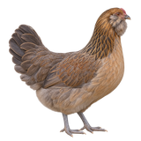 Ameraucana hen