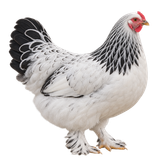 Light Brahma hen