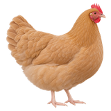 Buff Orpington hen