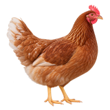 ISA Brown hen
