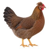 Olive Egger hen