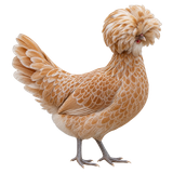 Polish hen