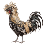 Polish rooster