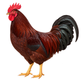 Rhode Island Red rooster