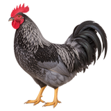 Sapphire Gem rooster