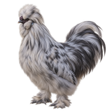 Silkie rooster