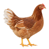 Starlight Green Egger hen