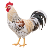 Starlight Green Egger rooster