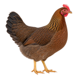 Welsummer hen
