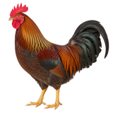 Welsummer rooster