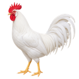 White Leghorn rooster